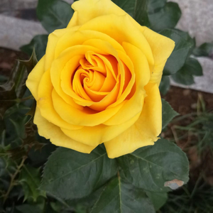 Miniature Rose Seed - View 10