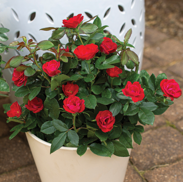 Miniature Rose Seed - View 3