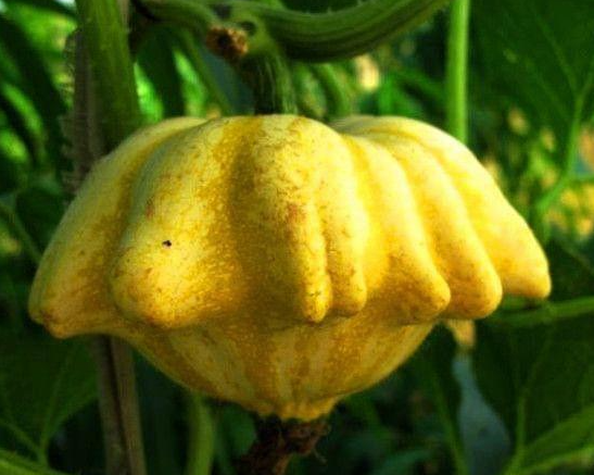 Odd-shaped Pumpkin Seed - Main