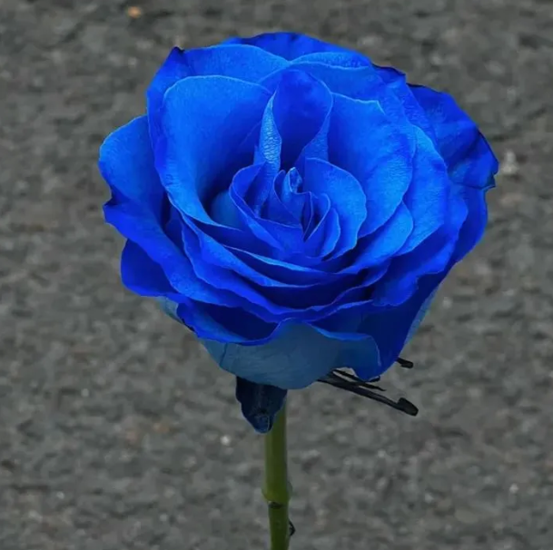 Miniature Rose Seed - View 6