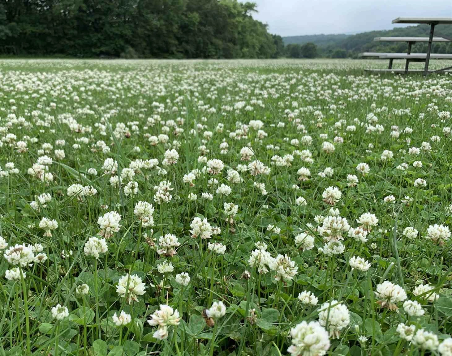 White Clover Seed - Alt