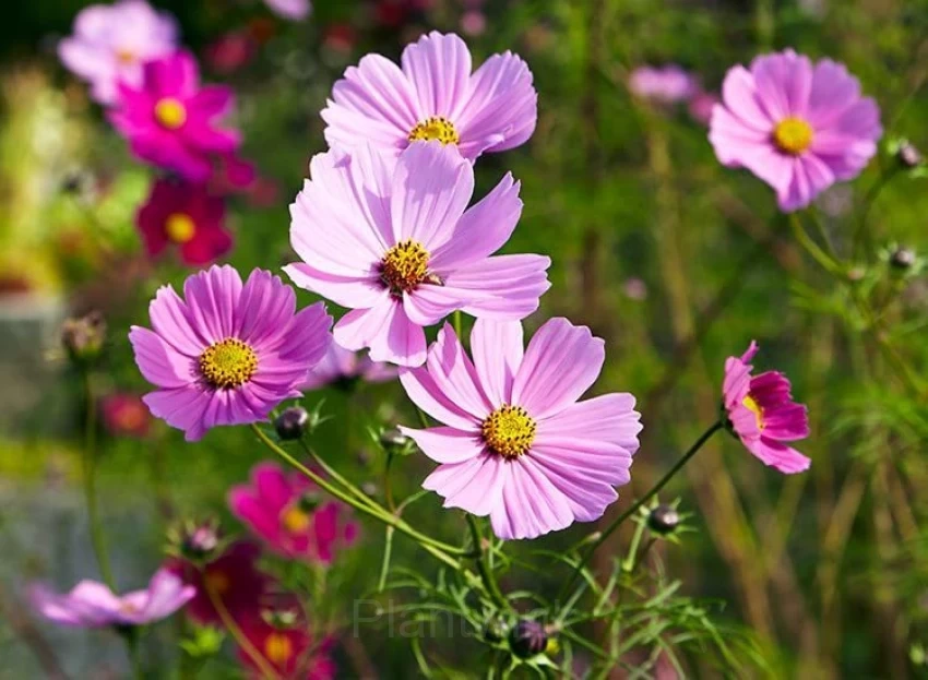 Pink Tall Cosmos - Main