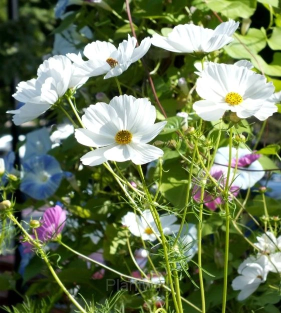 White Tall Cosmos - Main