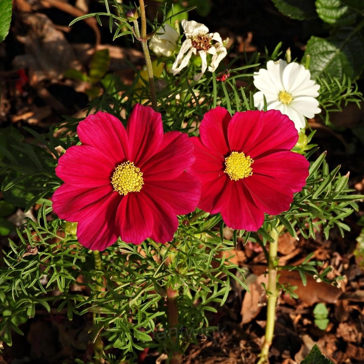 Red Short Cosmos Seed - Alt