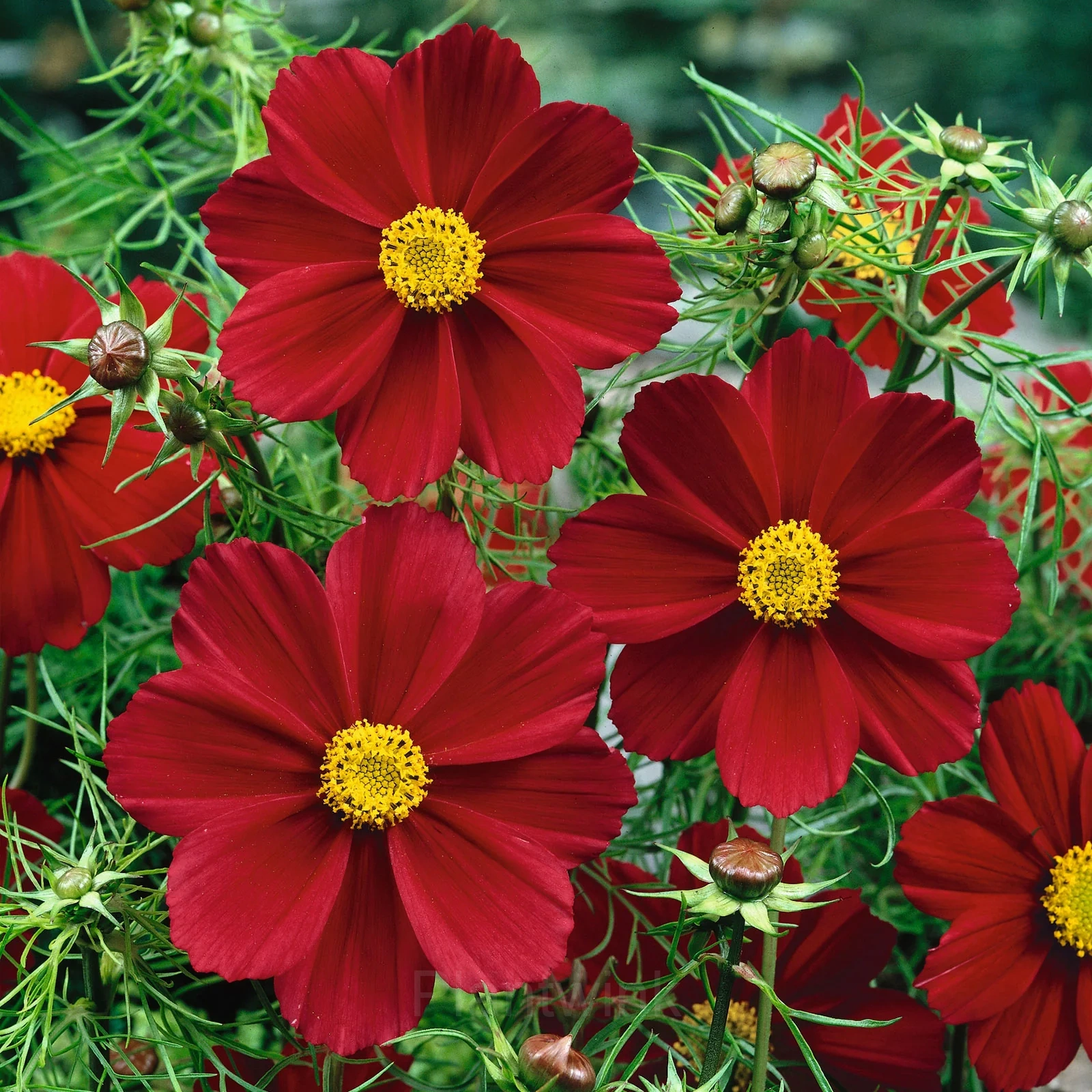 Red Short Cosmos Seed - Main