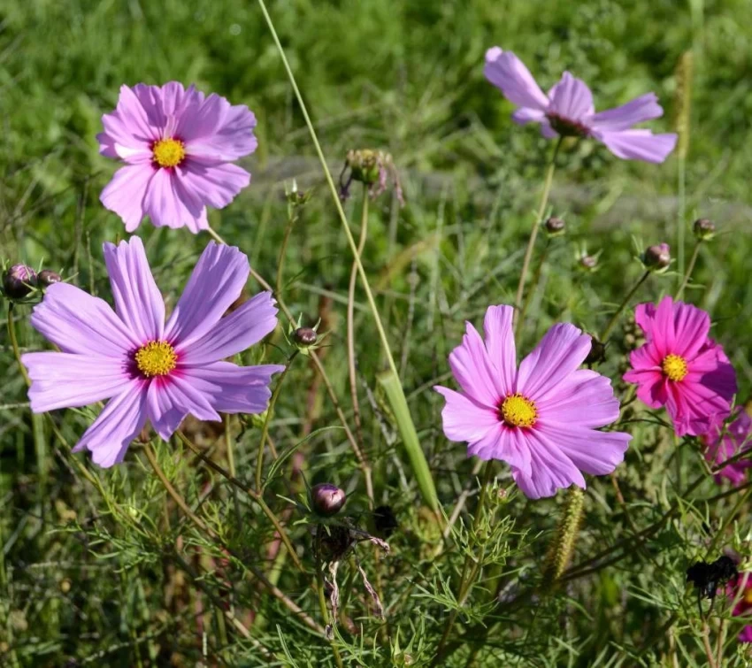 Pink Short Cosmos Seed - View 3
