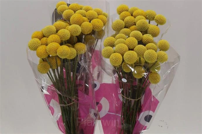 Craspedia Seed - View 3