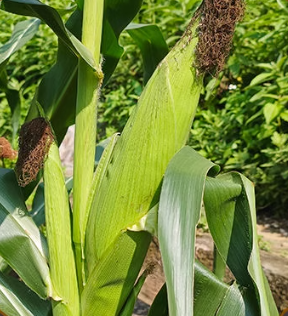 Black Corn Seed - Alt