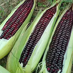 Black Corn Seed - View 3