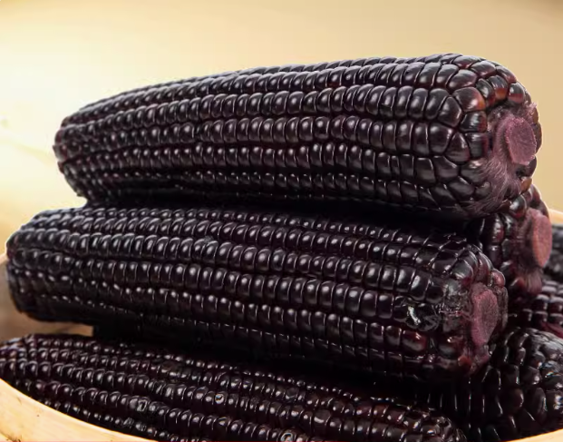 Black Corn Seed - View 5