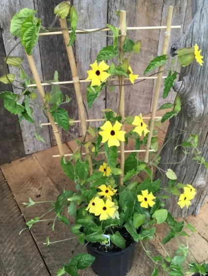 Black-Eyed Susan Vine Seeds - View 5