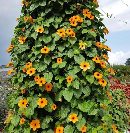 Black-Eyed Susan Vine Seeds - Main