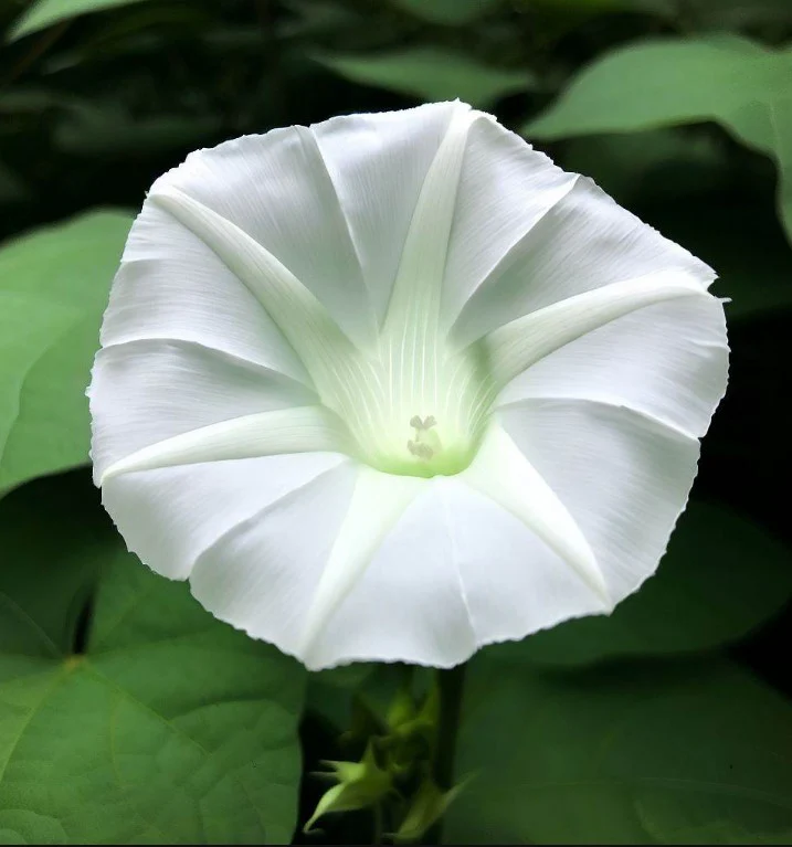 Datura Moonflower - Main