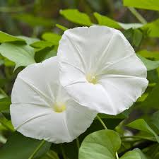 Datura Moonflower - View 2