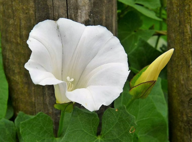 Datura Moonflower - View 4