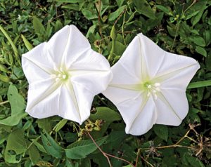 Datura Moonflower - View 5