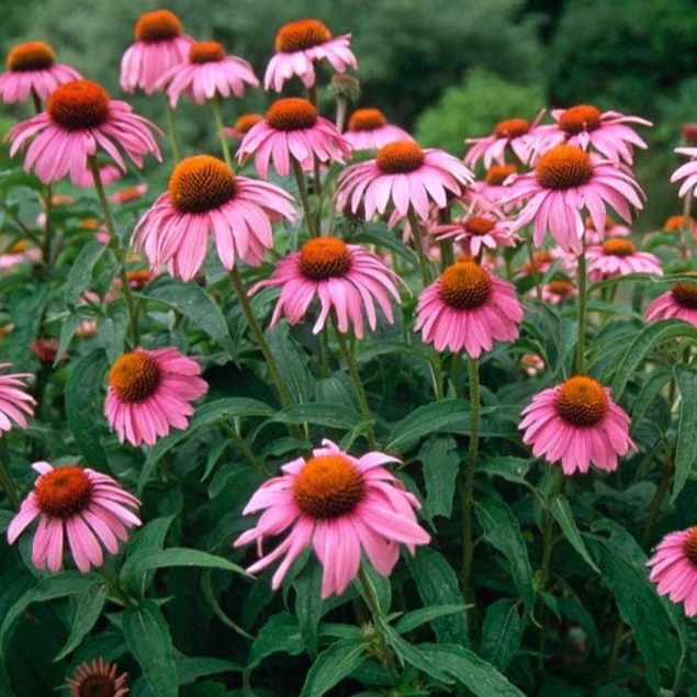 Echinacea Seed - View 3