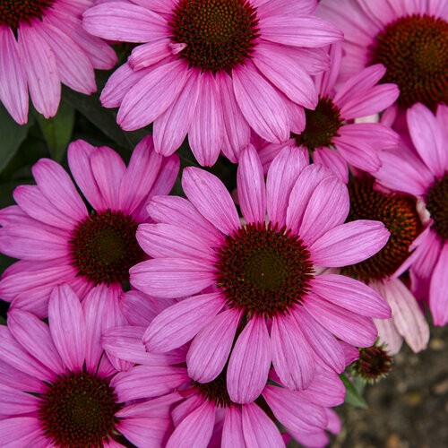 Echinacea Seed - View 4