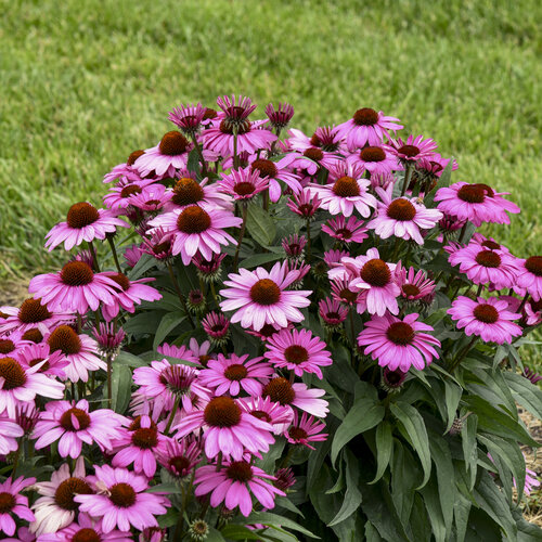 Echinacea Seed - View 5