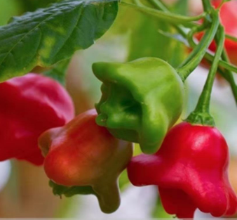 Chime Pepper Seed - Main