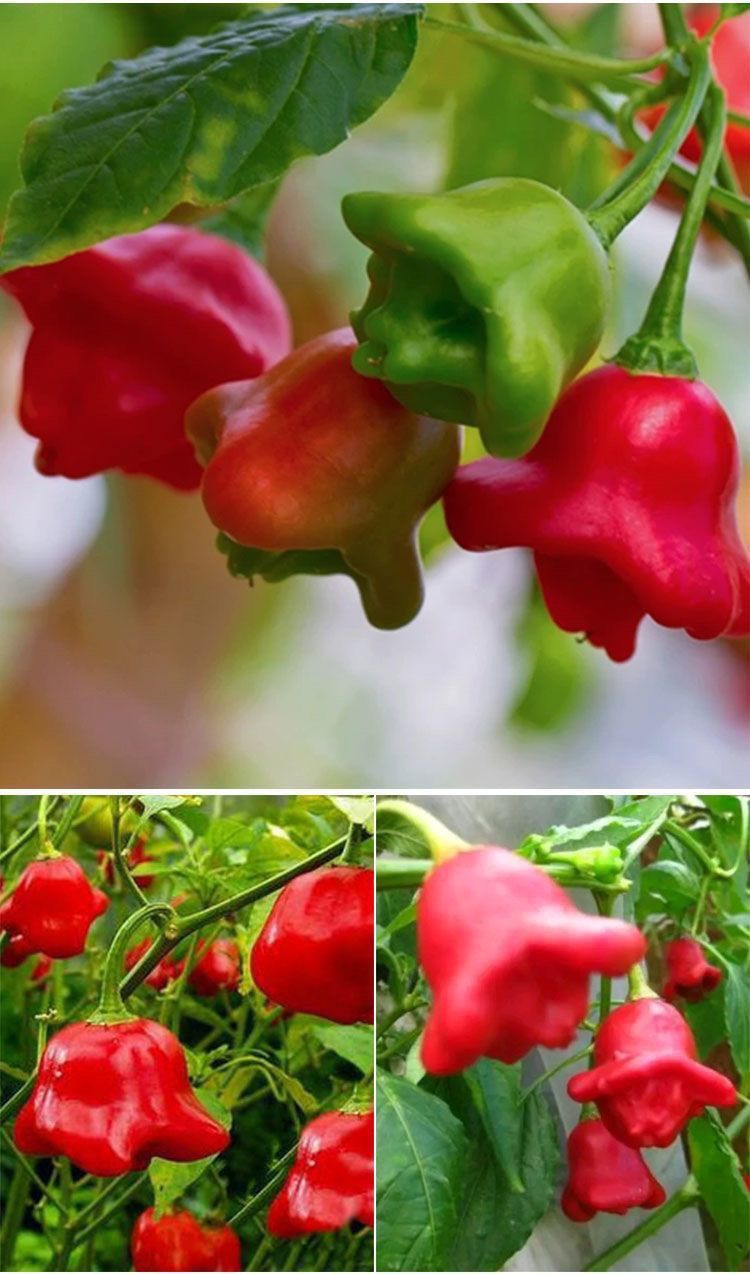 Chime Pepper Seed - Alt