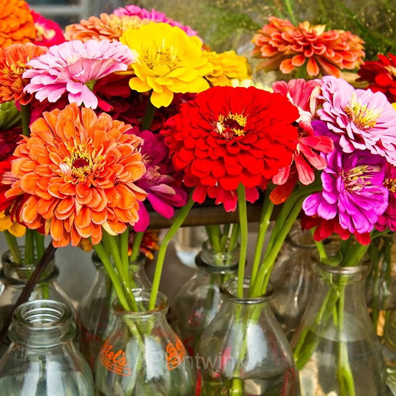 California Giants Zinnia Seed - View 5