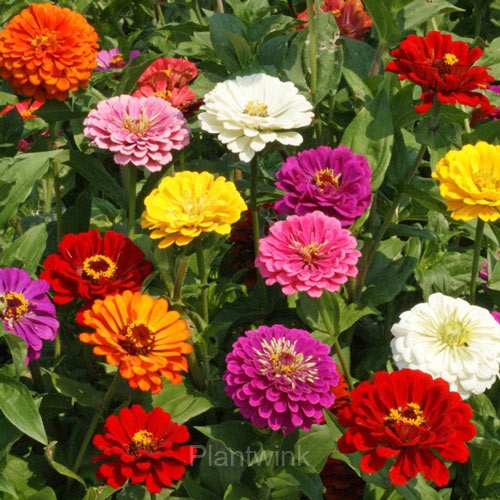 California Giants Zinnia Seed - View 6