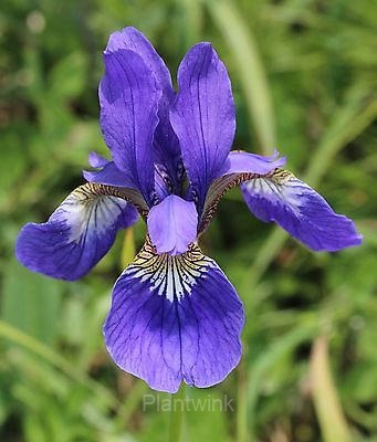 Iris Seed - Main