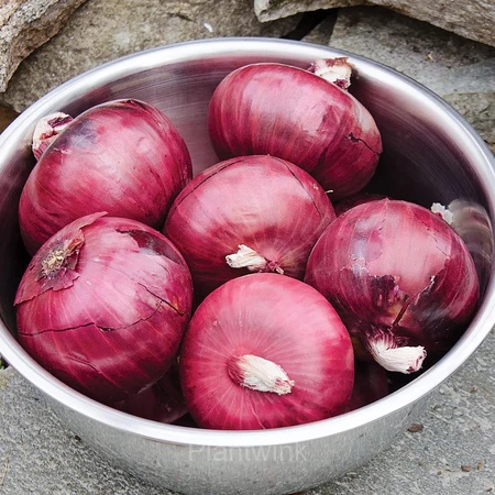 Onion Seed - Alt