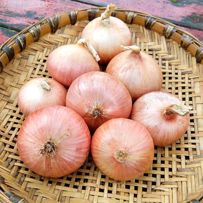 Onion Seed - Main