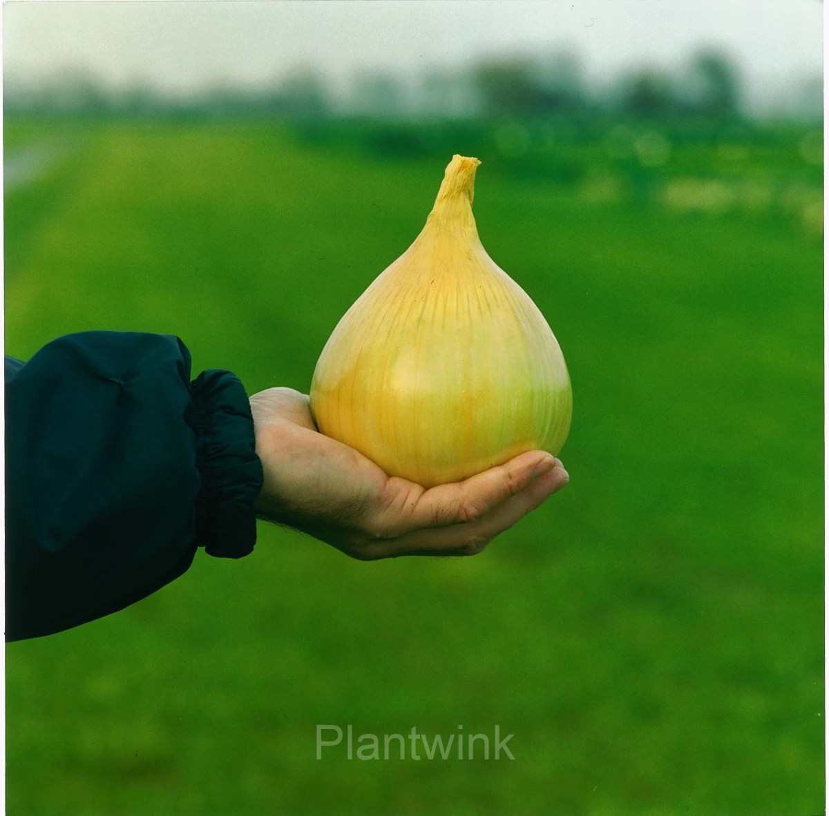 Onion Seed - View 4
