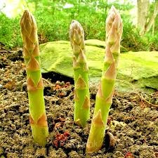 Asparagus Seed - Alt