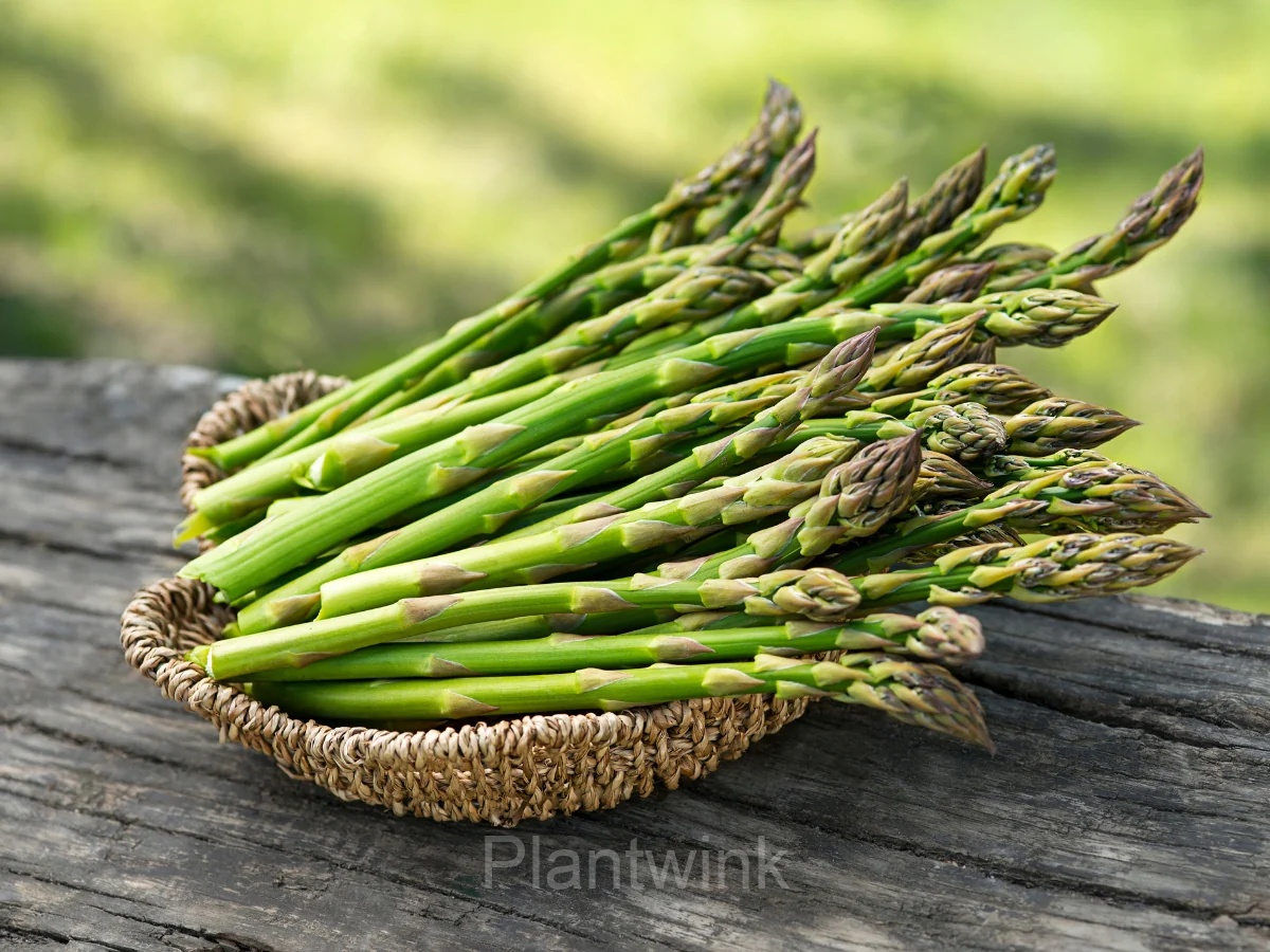 Asparagus Seed - Main