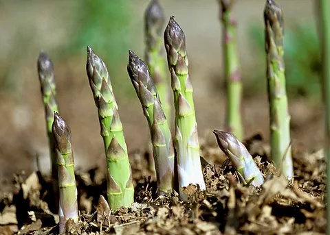 Asparagus Seed - View 6