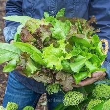 Premium Lettuce Seed - Alt
