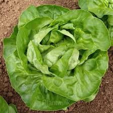 Premium Lettuce Seed - View 3