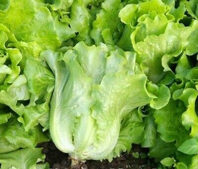 Premium Lettuce Seed - Main