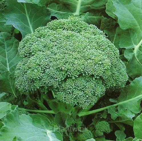 Broccoli Seed - View 2