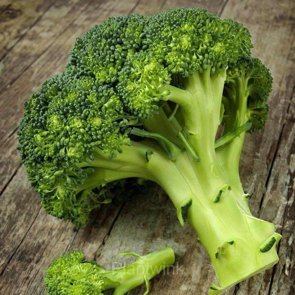 Broccoli Seed - View 3