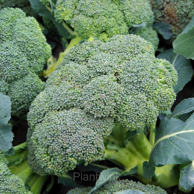 Broccoli Seed - View 4