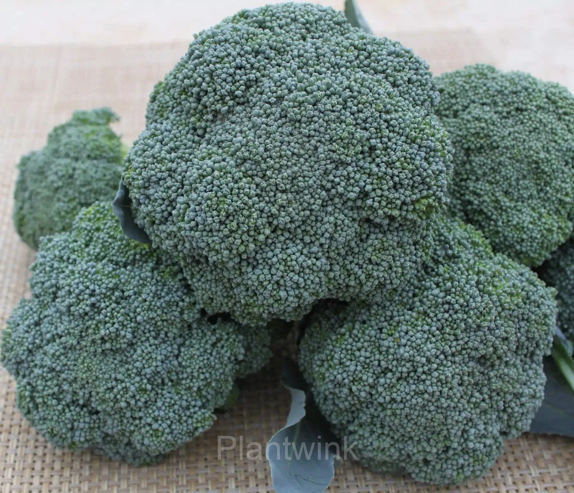 Broccoli Seed - View 5