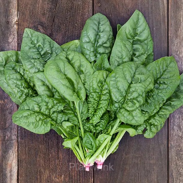 Big-leaf Spinach Seed - Main
