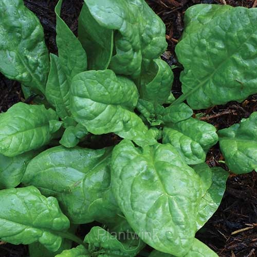 Big-leaf Spinach Seed - View 4