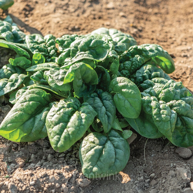 Big-leaf Spinach Seed - View 5