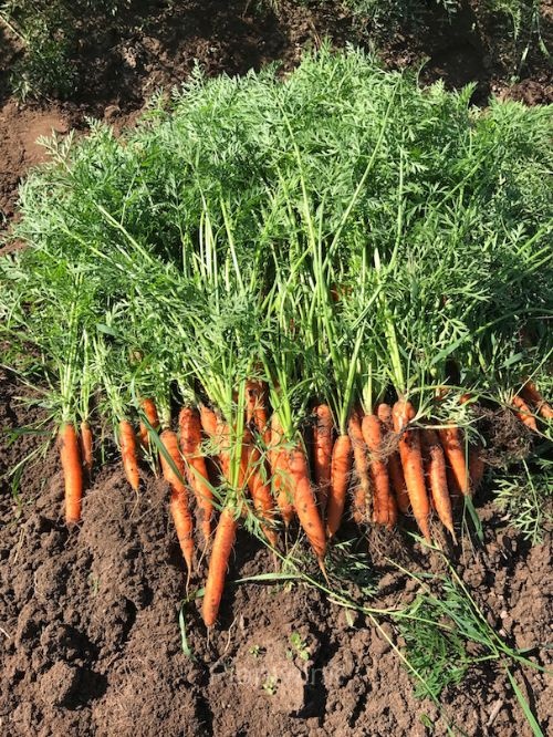 Tendersweet Carrot Seed - Alt