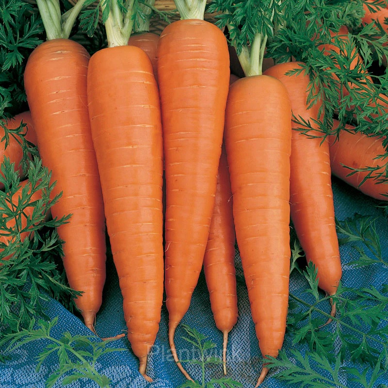 Tendersweet Carrot Seed - View 3