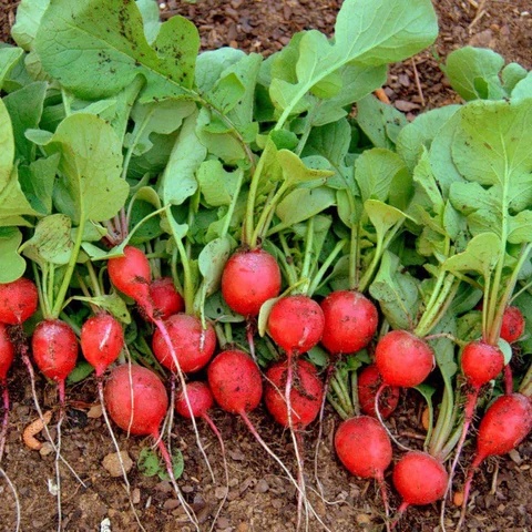 Cherry Belle Radish Seed - View 4