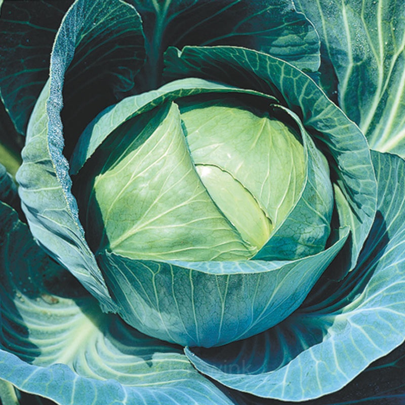 Hybrid Cabbage Seed - Alt