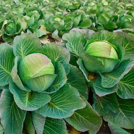 Hybrid Cabbage Seed - Main