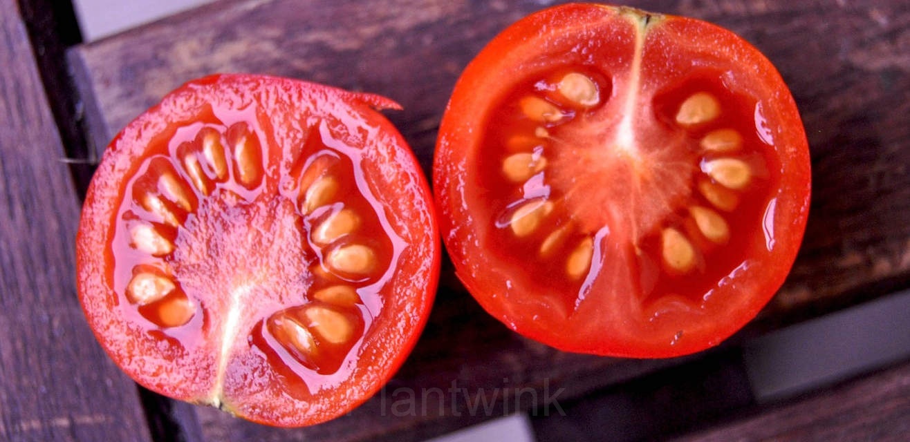 Tomato Seed - Main